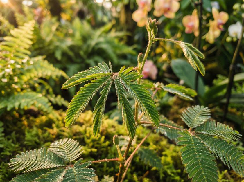 蜜桃传媒含羞草视频